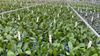 Young-plants-2