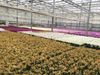Flowering-Stage-2