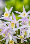 Pleione_serie-3-6-Large