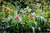 Bletilla_Garden-Orchid