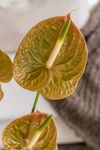 Anthuriums-Cymbidiums-70