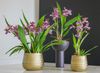 2022Maart_Anthura_Siemworks-345-Custom-scaled-e1652357217434-1536x1123