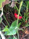 IMG_7307-1536x2048