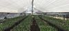 Phalaenopsis-greenhouse-scaled-e1624957753974-1536x714