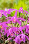 Pleione_serie-1-12-Large