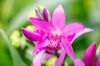 Bletilla_Garden-Orchid-2