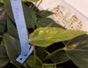 jong-blad-open-na-7-dagen