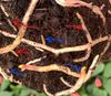 glazige-wortel-rood-en-start-rot