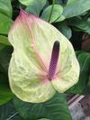 Anthurium-leeggetrokken-blad