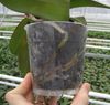 PythiumaantastinginPhalaenopsis