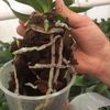 PythiumaantastinginPhalaenopsis2
