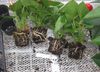 PythiumaantastinginAnthurium2
