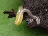 Potwormlarve