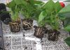 pythiumaantastinginanthurium2
