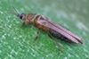 thrips-tabaci-female