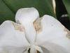 tripsschade-bloem-phal