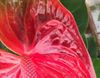 anthurium-2
