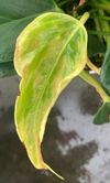 peperrips-detail-blad-schade-2-wkn-oud