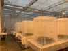 pepertrips-proef-vertify-in-gaaskooien-2