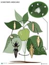 levenscyclivanechinotrips