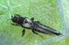 echinothrips-americanus-female