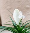 anthura-bromelia_bianchini_menu-scaled