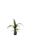 bromelia-producttype-VRPL