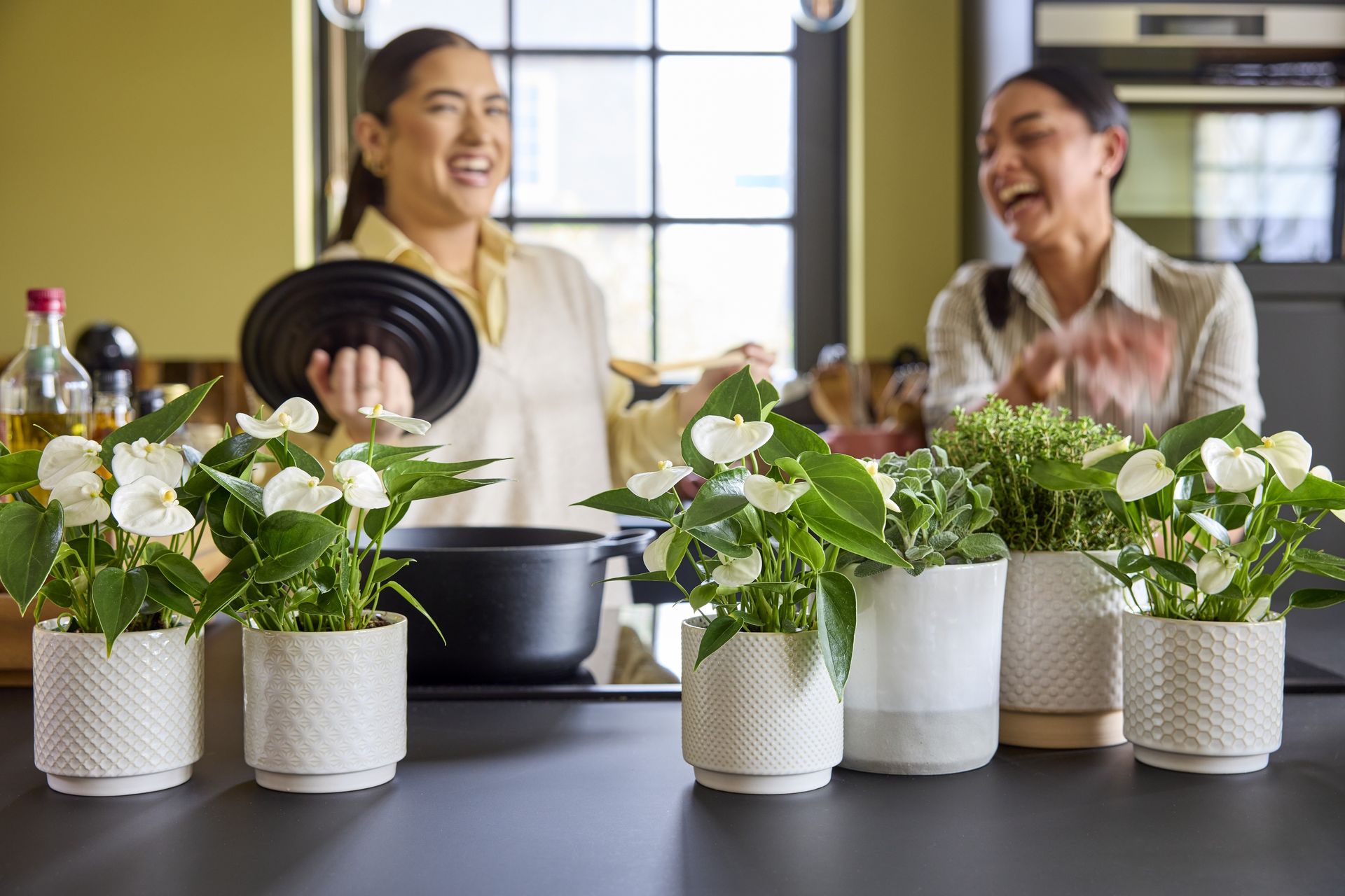 Anthura | Veredelaar in anthurium, orchidee en bromelia