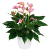 thumbnail-anthurium-potpant-joli