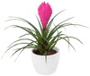 thumbnail-bromelia-potplant-anita