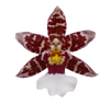 thumbnail-exclusieve-orchideeen