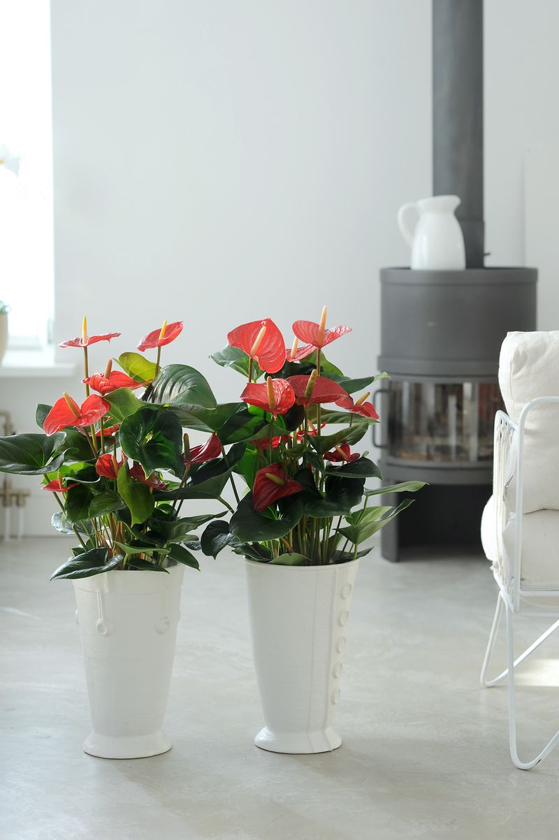 purple and green hanging plant Tradescantia Purple Passion – Happy Houseplants main image 1
