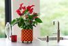 Anthura-Anthurium-Banderola_Lava