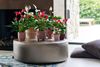 Anthura-Anthurium-Banderola_mix