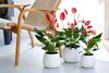 Anthura-Anthurium-Banderola_Roja