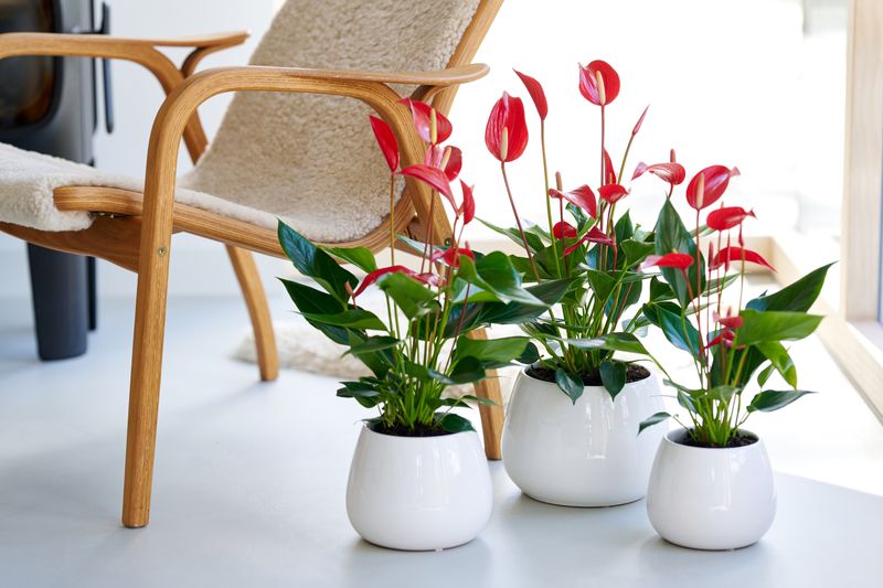 Banderola Roja - Anthurium pot plants | Anthura
