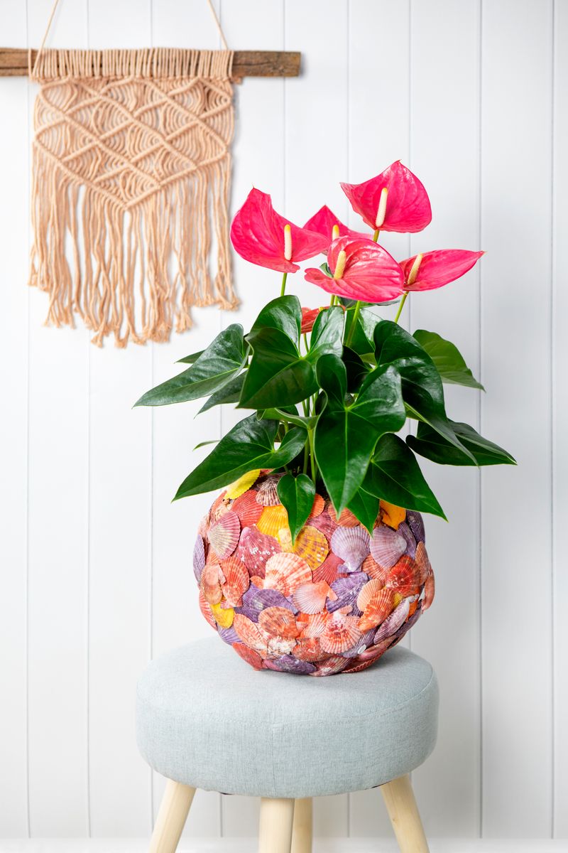 Colorado - Anthurium pot plants | Anthura