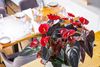 Anthura-Anthurium-Delicata