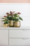 Anthura-Anthurium-Essencia