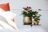Anthura-Anthurium-Essencia1