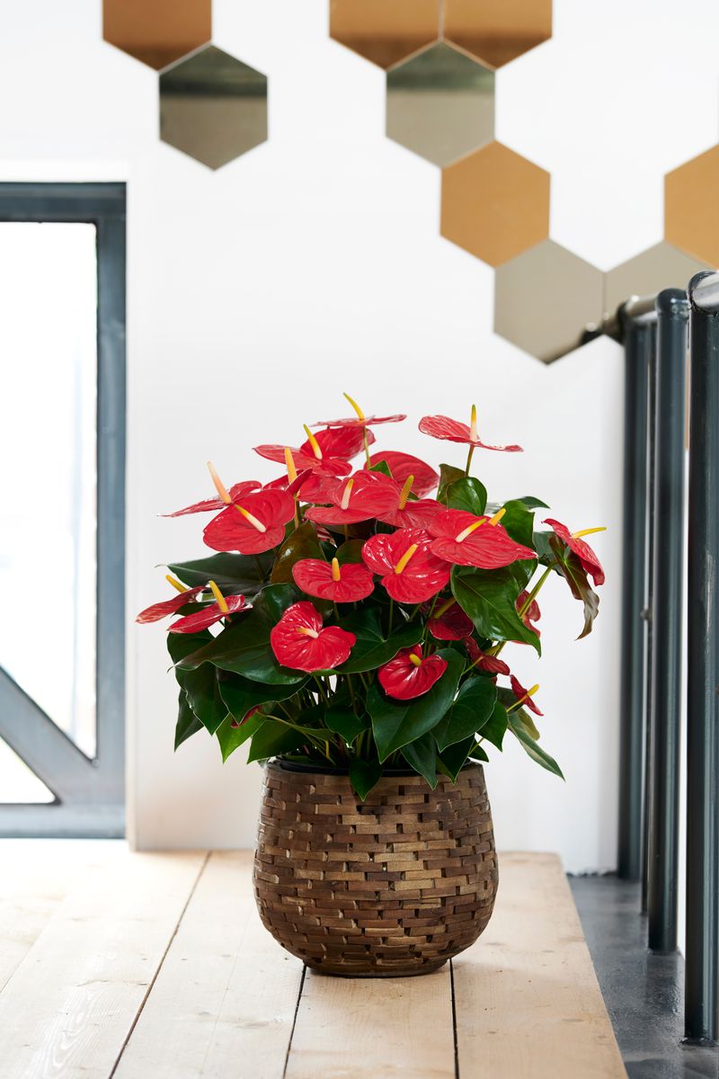 Idaho - Anthurium pot plants | Anthura