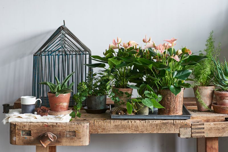 Joli Peach - Anthurium pot plants | Anthura