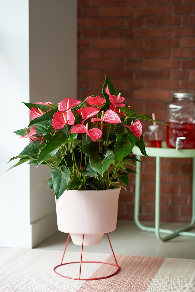 indoor potted plant Assorted 4