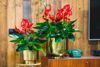 Anthura-Anthurium-Melodia