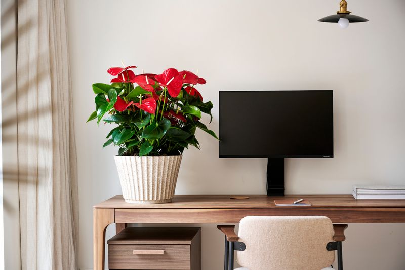 Minnesota - Anthurium pot plants | Anthura