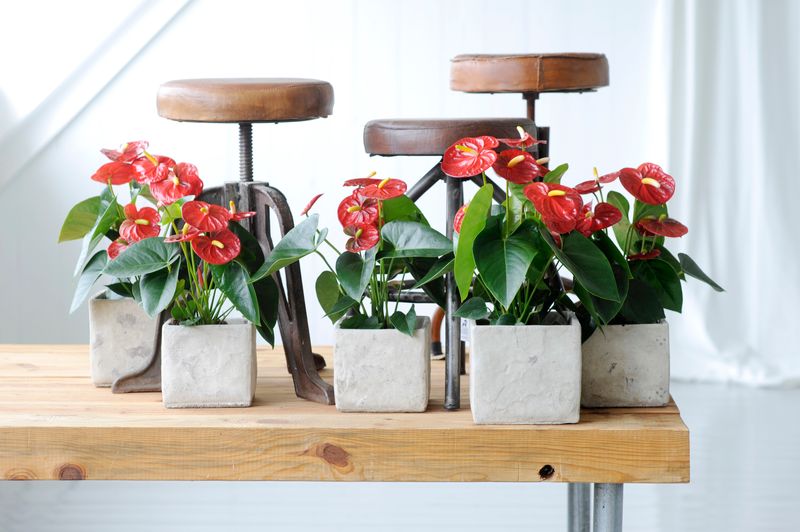 Royal Champion - Anthurium pot plants | Anthura
