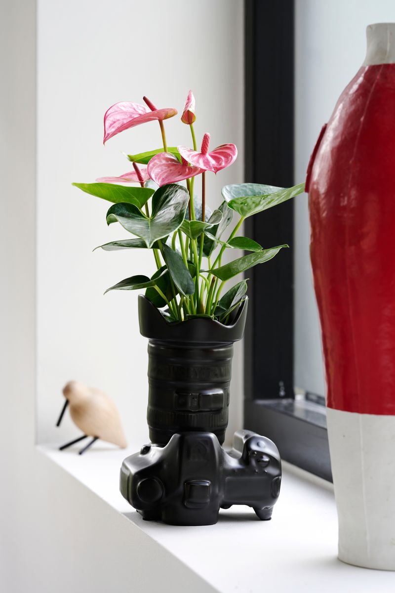 Royal Pink Champion - Anthurium pot plants | Anthura