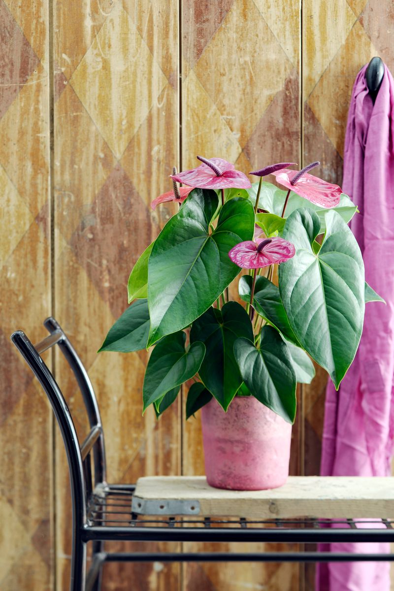 Utah - Anthurium pot plants | Anthura