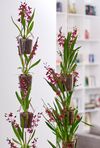 Anthura-Orchid-Barrocco_Red