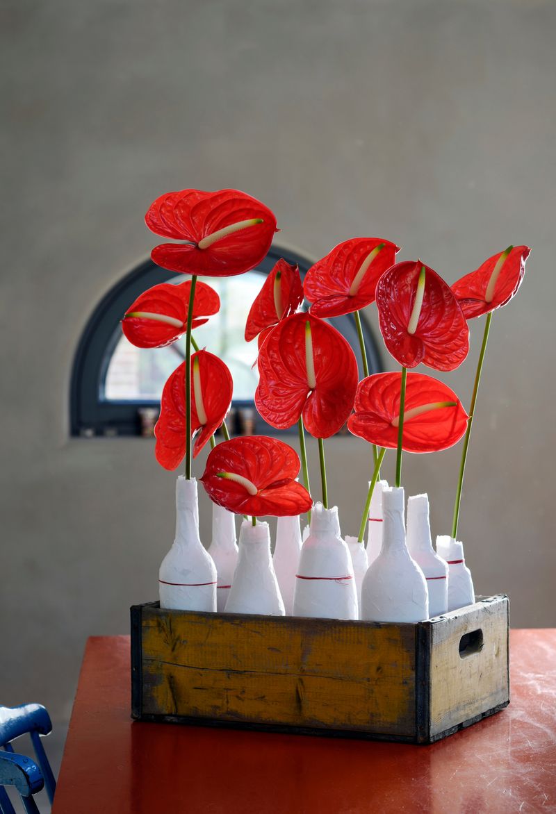 Arena - Anthurium cut flowers | Anthura